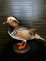 Mandarijneend Taxidermie Opgezette Dieren By Max, Ophalen of Verzenden, Nieuw, Vogel, Opgezet dier