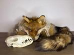 Rode vos Taxidermie volledige montage - vulpes vulpes - 5 cm