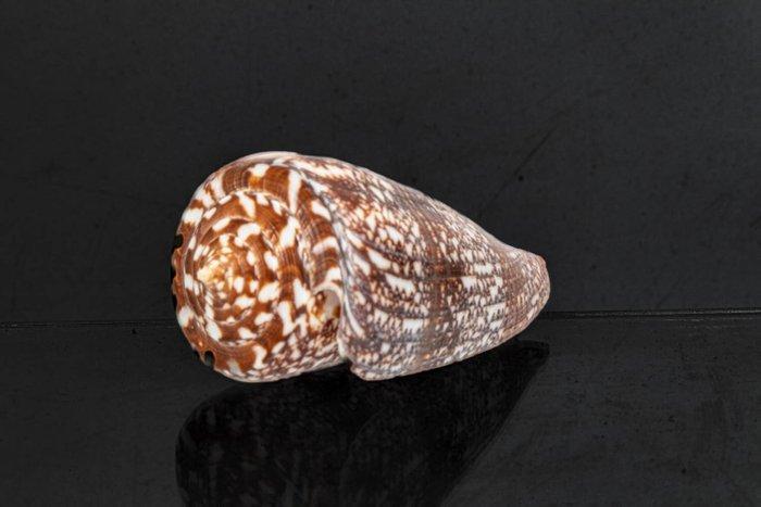 Zeeslak  GEM  Skelet - Conus amadis - der Nachtjäger  - 0, Verzamelen, Dierenverzamelingen