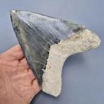 Big ultra serrated quality Megalodon Shark - Fossiele tand -