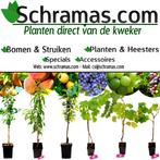 SCHRAMAS.COM - Planten Direct Van De Kweker - Sinds 1968, Tuin en Terras, Planten | Fruitbomen, Lente, Verzenden, In pot, Appelboom