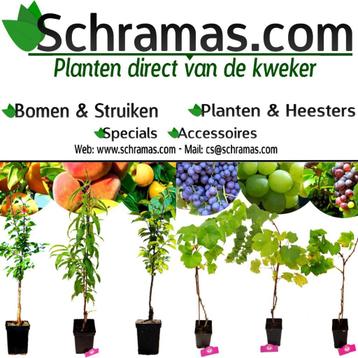 SCHRAMAS.COM - Planten Direct Van De Kweker - Sinds 1968 beschikbaar voor biedingen