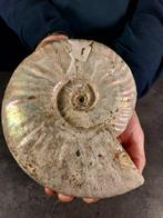Ammoniet - Gefossiliseerde schelp - Aioloceras (Cleoniceras), Verzamelen, Mineralen en Fossielen