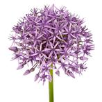Bloembollen - 80 x Allium Violet Beauty - lila, Verzenden, Voorjaar, Volle zon, Bloembol