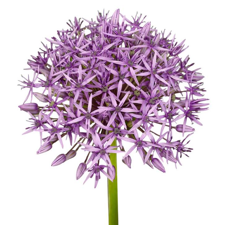 Bloembollen - 80 x Allium Violet Beauty - lila, Tuin en Terras, Bloembollen en Zaden, Bloembol, Voorjaar, Volle zon, Verzenden