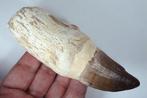 Mosasaurus - Fossiele tand - Mosasaurus giganteous - 130 mm, Verzamelen, Mineralen en Fossielen