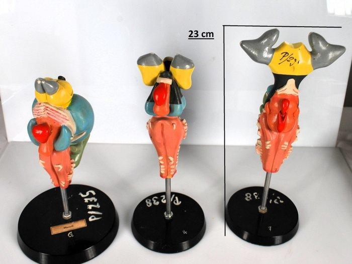 Anatomisch model (3) - Bakeliet, somosoplast - 1950-1960 -, Antiek en Kunst, Antiek | Wandborden en Tegels