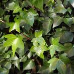 Hedera helix - 150 cm, Tuin en Terras, Ophalen of Verzenden