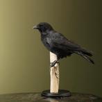 Kraai Taxidermie Opgezette Dieren By Max, Ophalen of Verzenden, Nieuw, Vogel, Opgezet dier