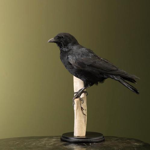 Kraai Taxidermie Opgezette Dieren By Max, Verzamelen, Dierenverzamelingen, Opgezet dier, Nieuw, Vogel, Ophalen of Verzenden