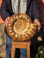 Ammoniet - Gefossiliseerde schelp - HUGE 14KG Perisphinctes, Verzamelen, Mineralen en Fossielen