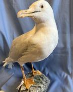 Gabbiano dIslanda Taxidermie volledige montage - Larus, Nieuw