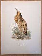 Von Wright brothers & Bror Halberg - Eurasian bittern, Nieuw