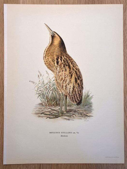 Von Wright brothers & Bror Halberg - Eurasian bittern, Verzamelen, Dierenverzamelingen