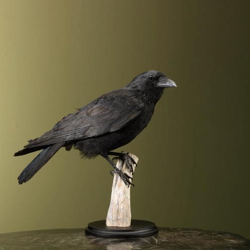 Kraai Taxidermie Opgezette Dieren By Max, Verzamelen, Dierenverzamelingen, Opgezet dier, Nieuw, Vogel, Ophalen of Verzenden