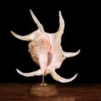 Opgezette Strombidae-schelpen: De kunst van de natuur, Nieuw