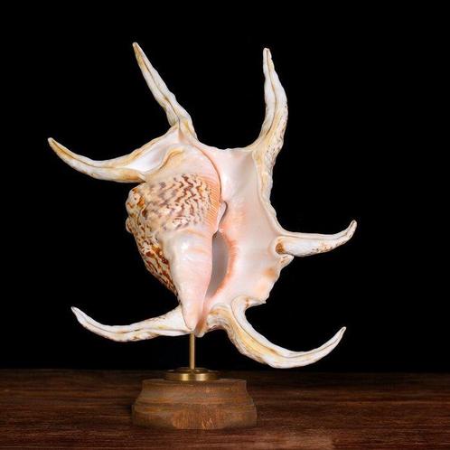 Opgezette Strombidae-schelpen: De kunst van de natuur, Verzamelen, Dierenverzamelingen