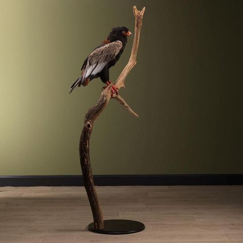Bateleur Taxidermie Opgezette Dieren By Max, Verzamelen, Dierenverzamelingen, Opgezet dier, Nieuw, Vogel, Ophalen of Verzenden