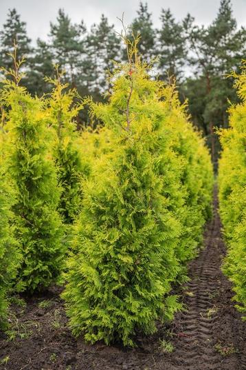 Thuja occidentalis Yellow Ribbon 175-200 CM beschikbaar voor biedingen