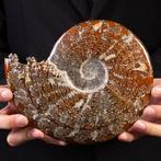 Ammoniet - Gefossiliseerde schelp - Aioloceras (Cleoniceras)