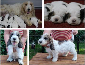 Petit Basset Griffon Vendéen (PBGV) Puppies met Stamboom. beschikbaar voor biedingen