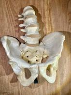 Anatomisch model - Hars - 1950-1960, 1940-1950 - Vintage