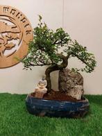 Japanese iep bonsai (Zelkova) - Hoogte (boom): 38 cm -, Antiek en Kunst