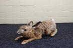 European Brown Hare Taxidermie volledige montage - Lepus, Verzamelen, Dierenverzamelingen, Nieuw