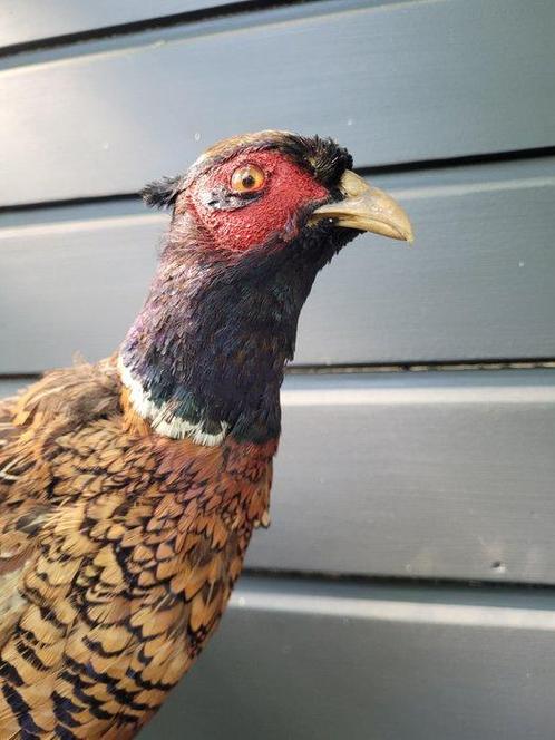 Fazant Taxidermie volledige montage - Phasianus colchicus -, Verzamelen, Dierenverzamelingen
