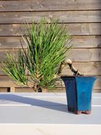 Den bonsai (Pinus) - Hoogte (boom): 15 cm - Diepte (boom):, Antiek en Kunst