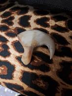 Afrikaanse leeuwenklauw Bot - Panthera leo - 49 mm - 58 mm -, Nieuw