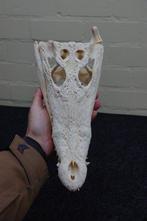 Large Nile Crocodile Schedel - Crocodylus niloticus (with, Nieuw