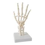 Anatomie model hand en pols, Verzenden, Nieuw