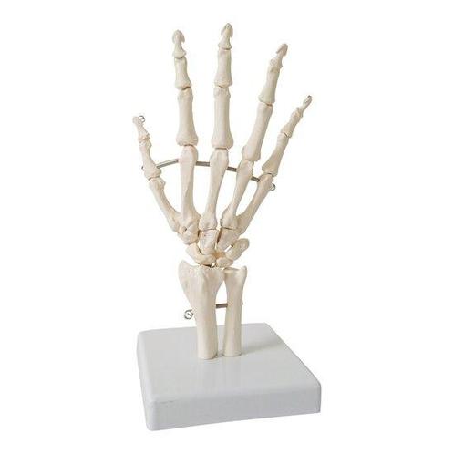 Anatomie model hand en pols, Sport en Fitness, Overige Sport en Fitness, Verzenden