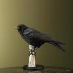 Kraai Taxidermie Opgezette Dieren By Max, Ophalen of Verzenden, Nieuw, Vogel, Opgezet dier