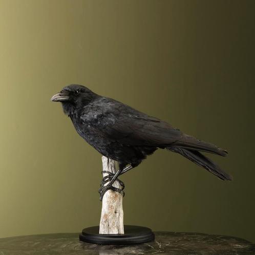 Kraai Taxidermie Opgezette Dieren By Max, Verzamelen, Dierenverzamelingen, Opgezet dier, Nieuw, Vogel, Ophalen of Verzenden