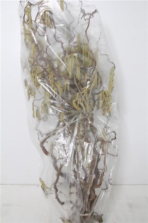 Kronkelhazelaar corylus av contorta 3 jarig +/- 120-129 cm, Huis en Inrichting, Woonaccessoires | Kunstplanten en Kunstbloemen