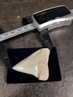 Witte haai Taxidermie volledige montage - Carcharodon, Nieuw