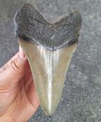 Megalodon - Fossiele tand - beautiful specimen! - 12.3 cm -, Verzamelen, Mineralen en Fossielen