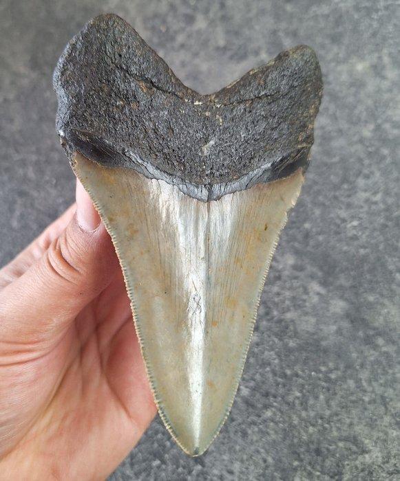 Megalodon - Fossiele tand - beautiful specimen! - 12.3 cm -, Verzamelen, Mineralen en Fossielen