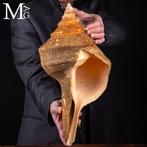 De grootste bekende slijpdierensoort. Syrinx Aruanus – 464, Antiek en Kunst