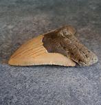 Megalodon - Fossiele tand - Otodus (Carcharocles) megalodon