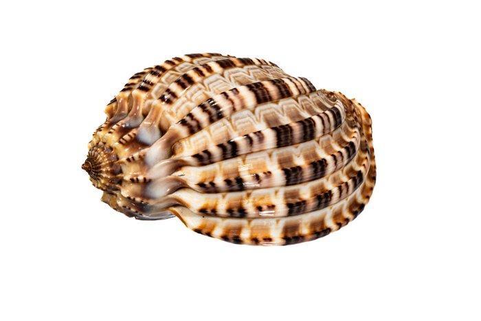 Geen minimumprijs Articulated Harp Taxidermie wandmontage -, Verzamelen, Dierenverzamelingen