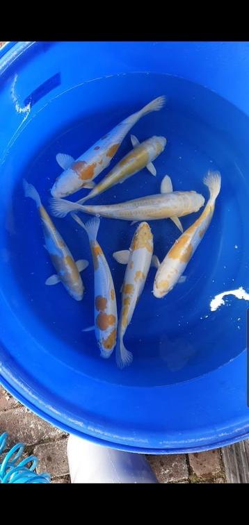 Koi en Vijverbouw ook met Pinksteren geopend! beschikbaar voor biedingen