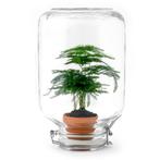 Easyplant - Asparagus - Mini-ecosysteem, Huis en Inrichting, Verzenden, Nieuw