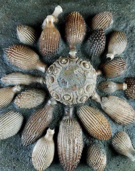 Hoogwaardige fossiele zeester!!! - Schil met radiolen -, Verzamelen, Mineralen en Fossielen