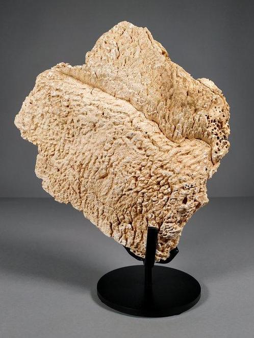 Abrupte reuzenschildpad op aangepaste metalen steun -, Verzamelen, Mineralen en Fossielen