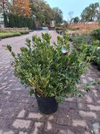 Azalea Japonica Roza, Tuin en Terras, Planten | Bomen, Ophalen