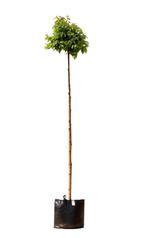 Bolberk Magical Globe 180 cm stamhoogte Betula Pendula Magic, Verzenden