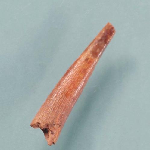 Pterosaurus - Fossiele tand - 34 mm - 8 mm (Zonder, Verzamelen, Mineralen en Fossielen